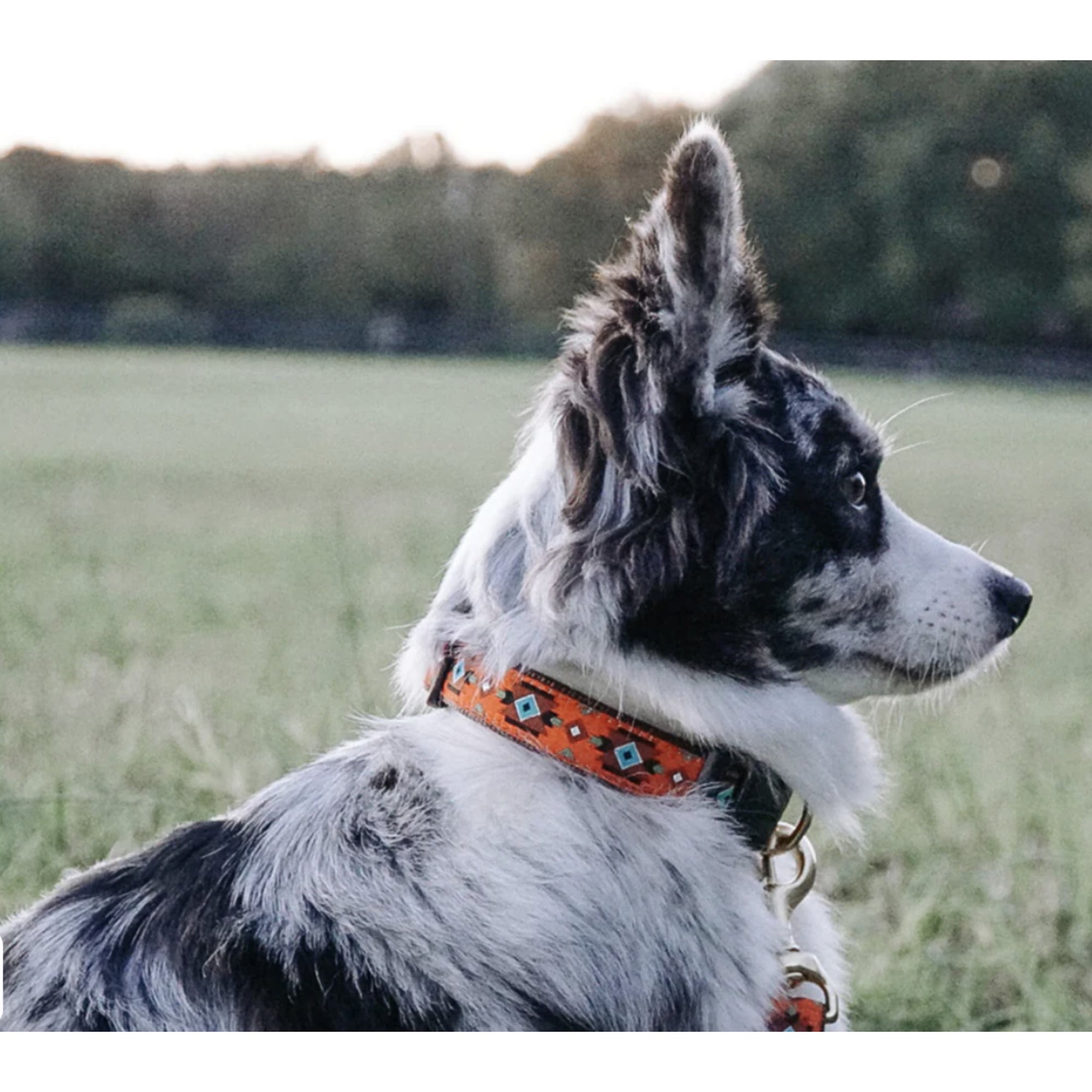 Sedona dog collar