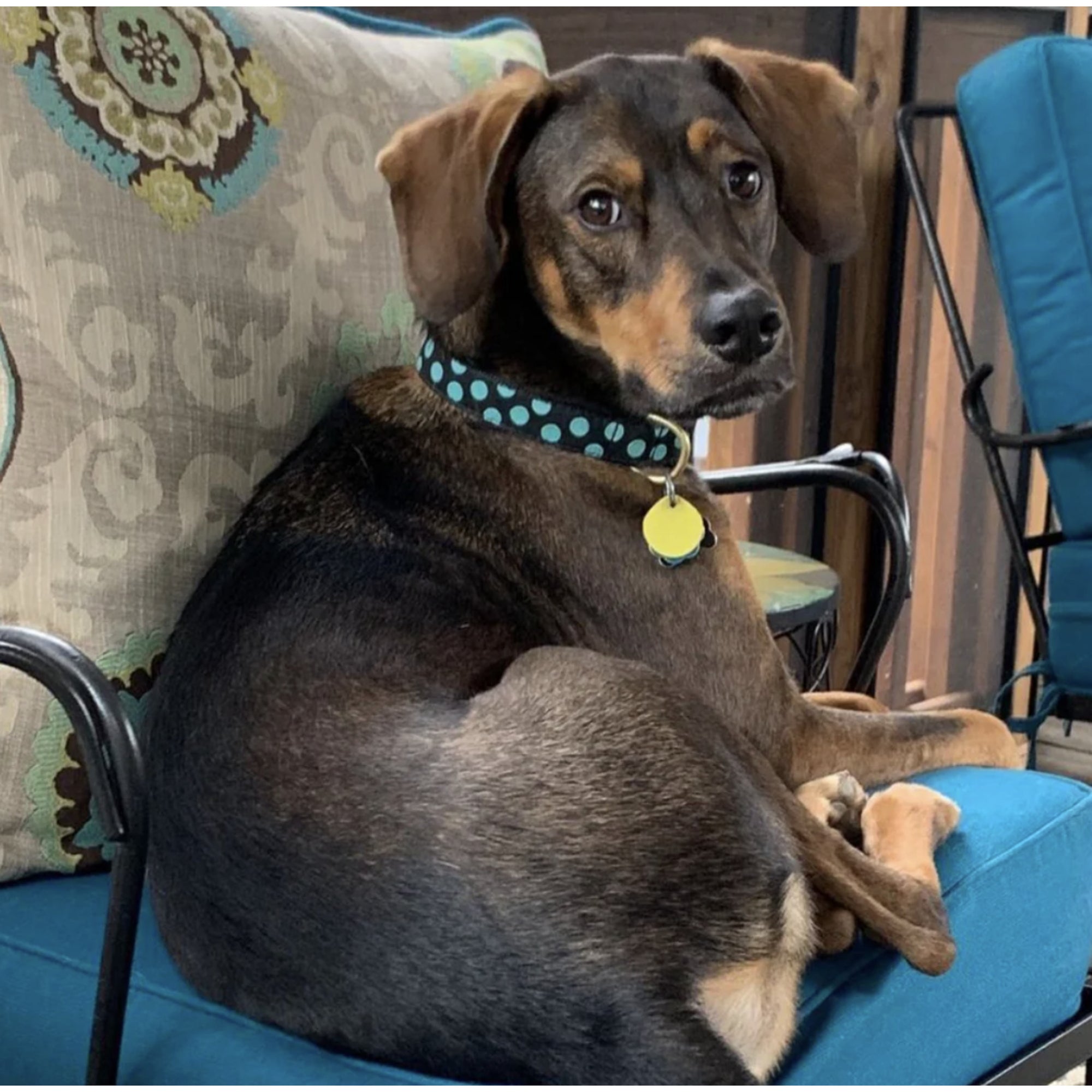 Black and Aqua Dot Dog Collar