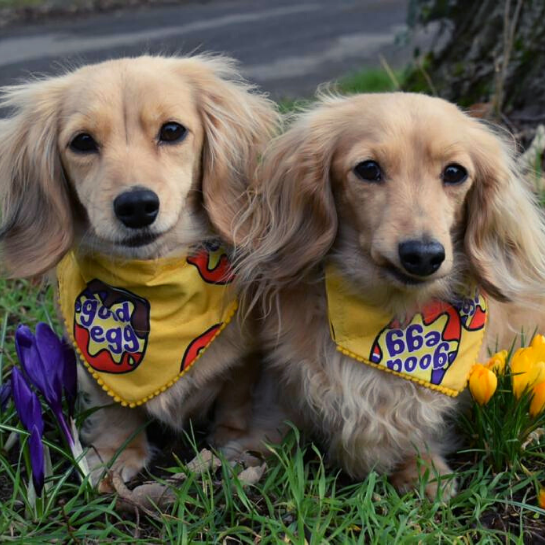 Good Egg Bandana
