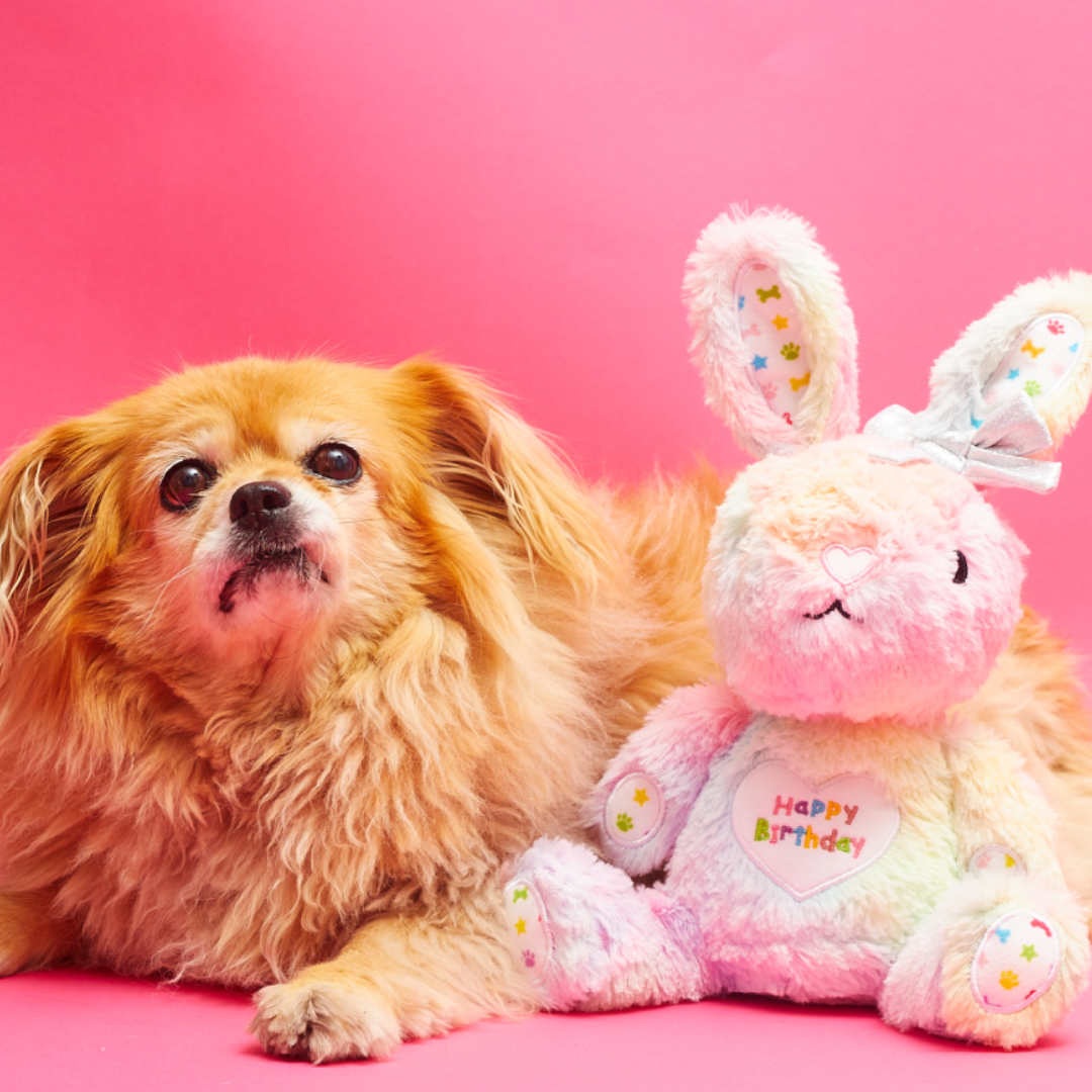 Rainbow Birthday Bunny