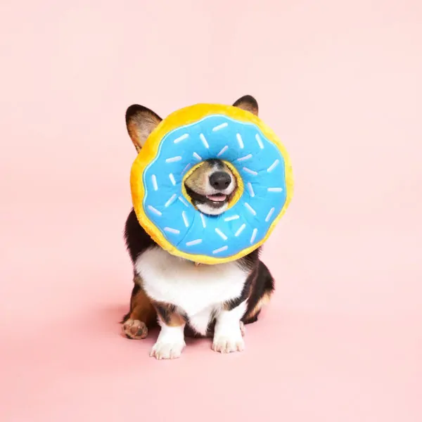 Jumbo donutz - Blueberry