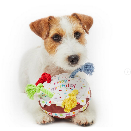 Daisys sales dog empawrium