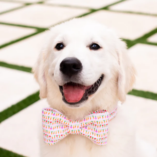 Cute Roots bow tie collar