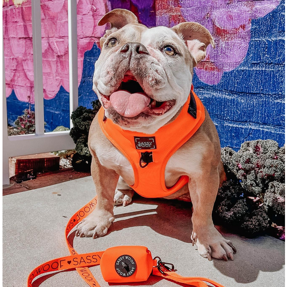 Neon Orange Adjustable Harness