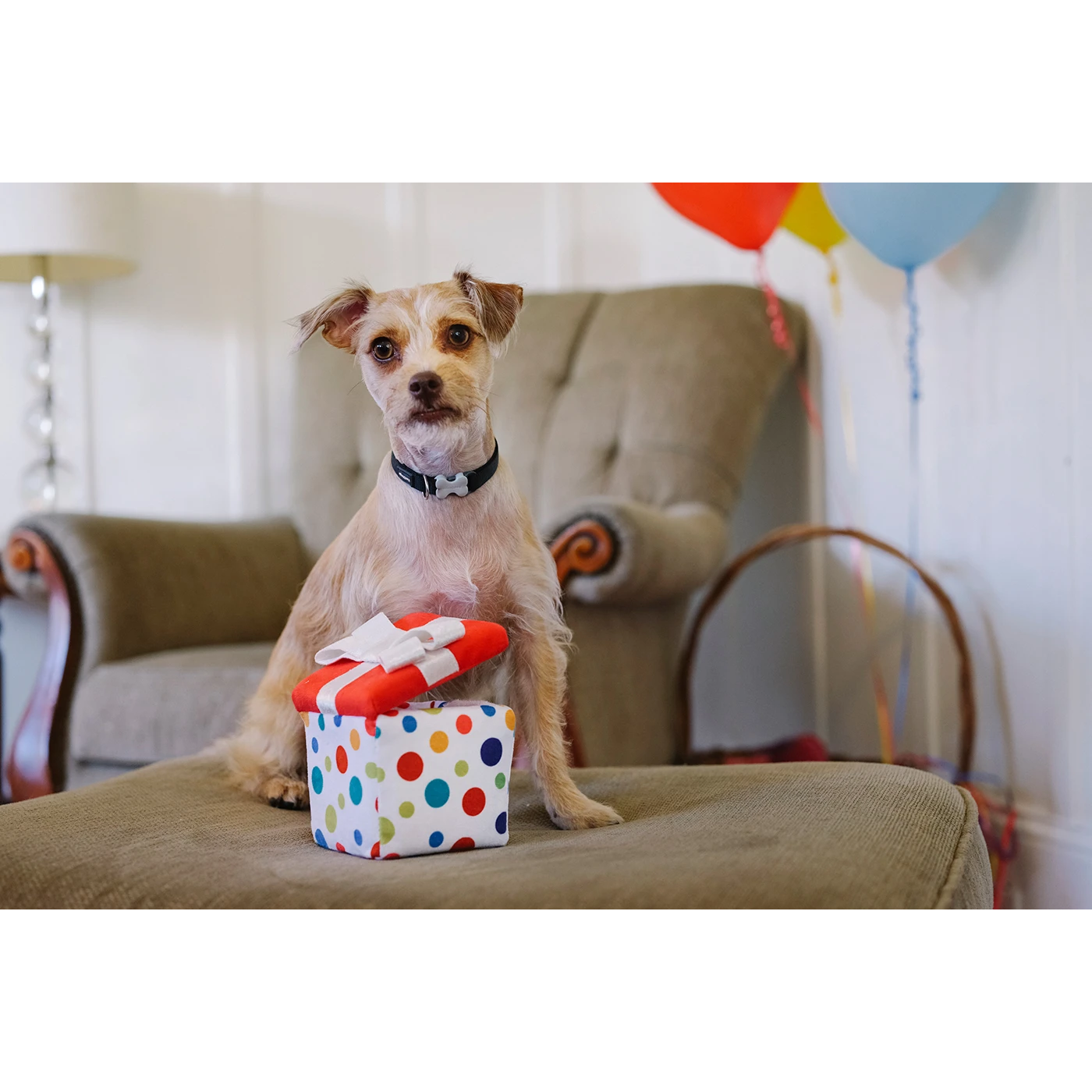 Pawfect present