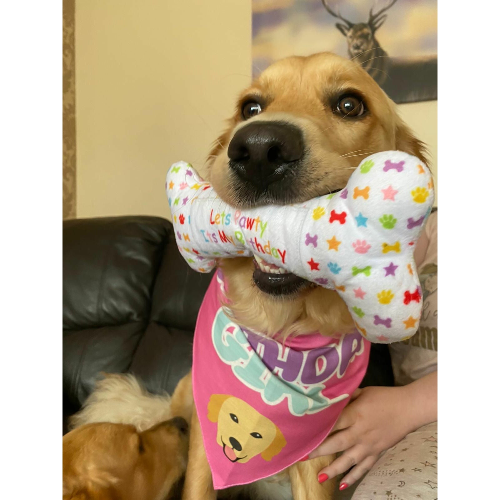 Let’s Pawty bone toy